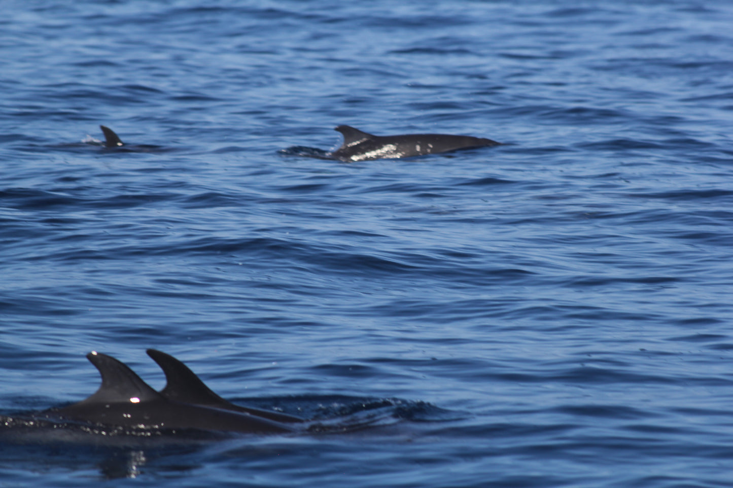 Delfines Avistamiento Puerto Escondido