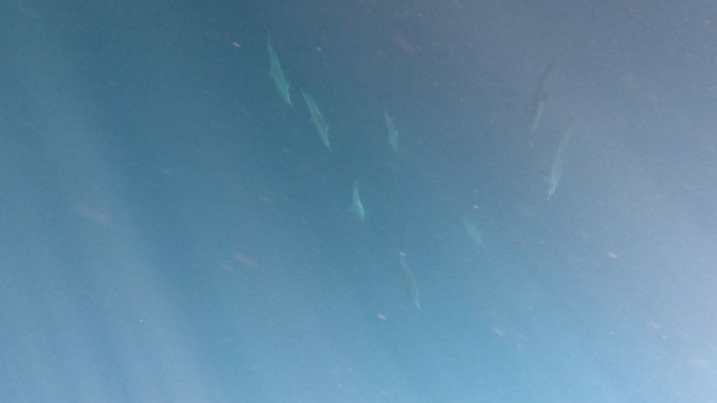 Delfines Avistamiento Puerto Escondido