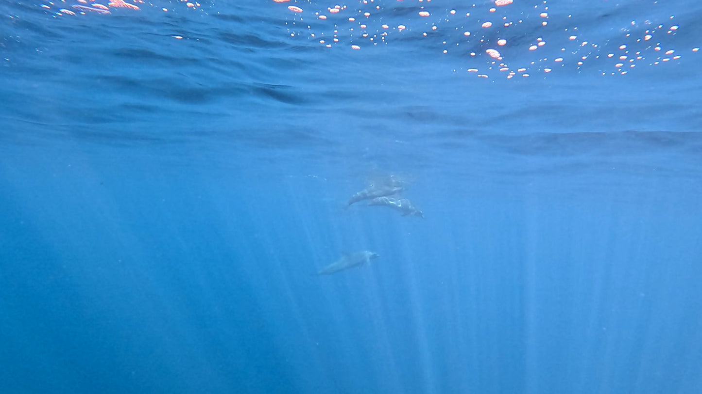 Delfines Avistamiento Puerto Escondido