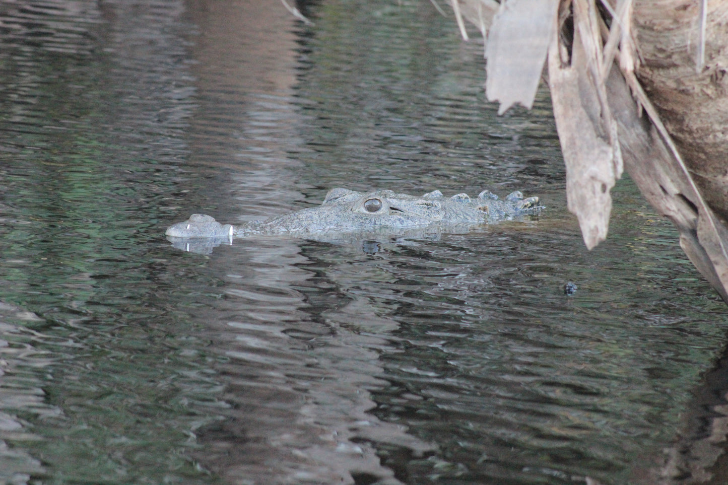 Cocodrilos avistamiento Puerto Escondido Huatulco