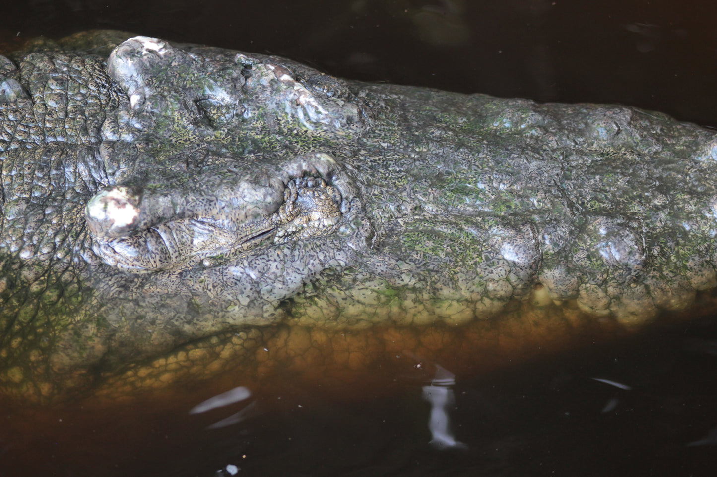 Cocodrilos avistamiento Puerto Escondido Huatulco