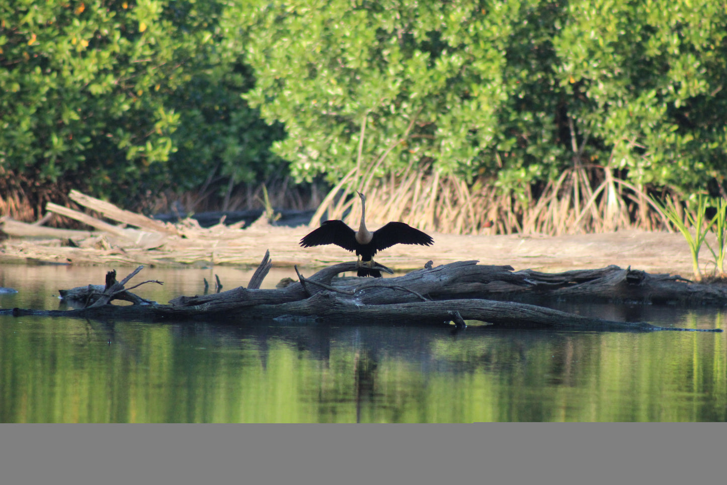 Cocodrilos avistamiento Puerto Escondido Huatulco