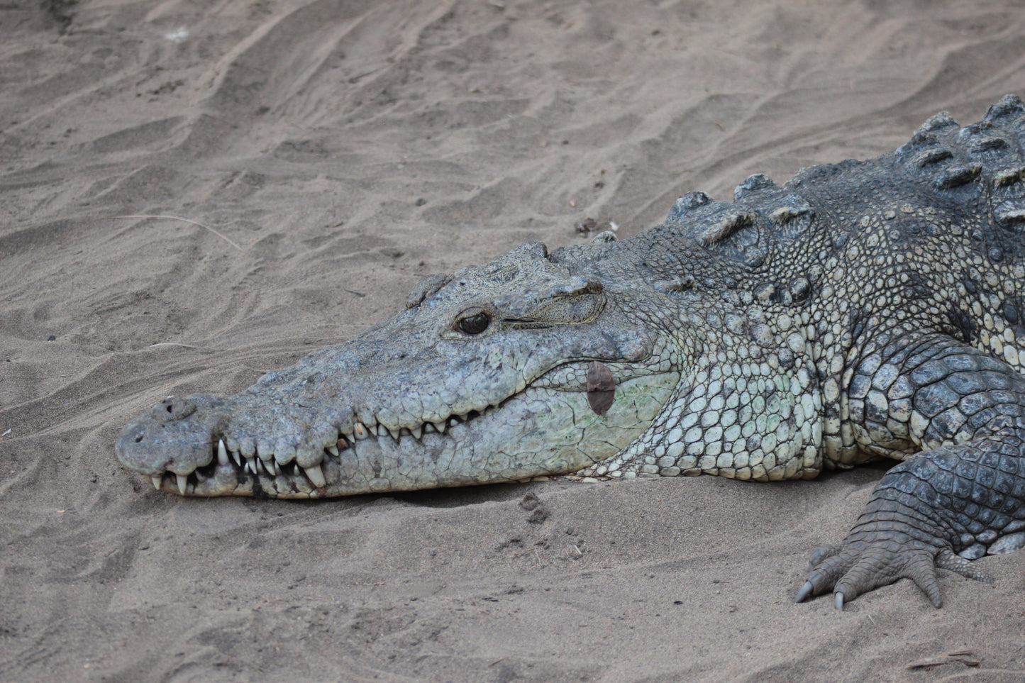 Cocodrilos avistamiento Puerto Escondido Huatulco