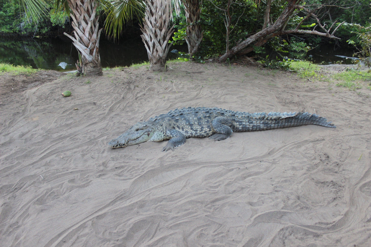 Cocodrilos avistamiento Puerto Escondido Huatulco