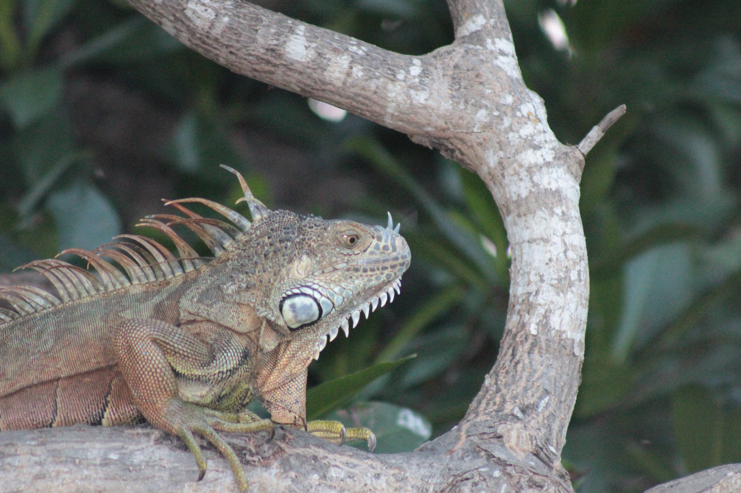Cocodrilos avistamiento Puerto Escondido Huatulco
