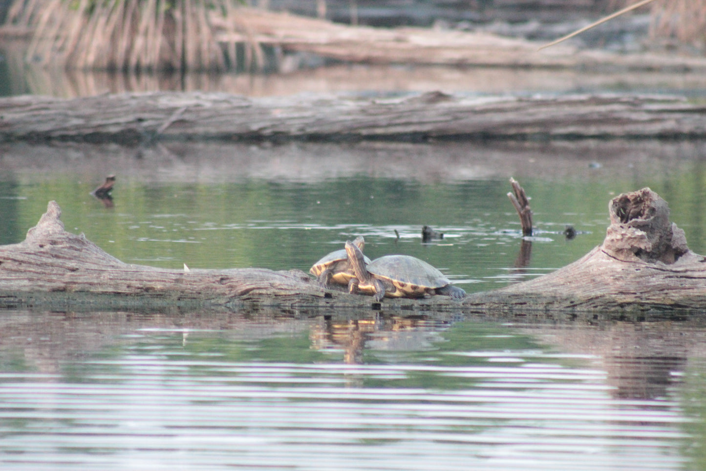 Cocodrilos avistamiento Puerto Escondido Huatulco
