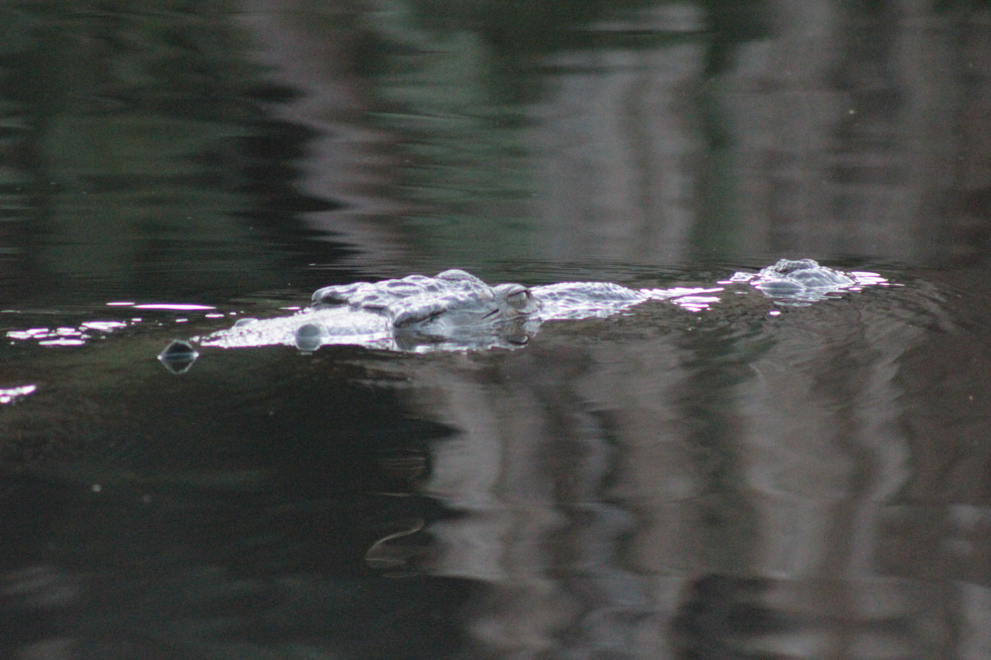Cocodrilos avistamiento Puerto Escondido Huatulco