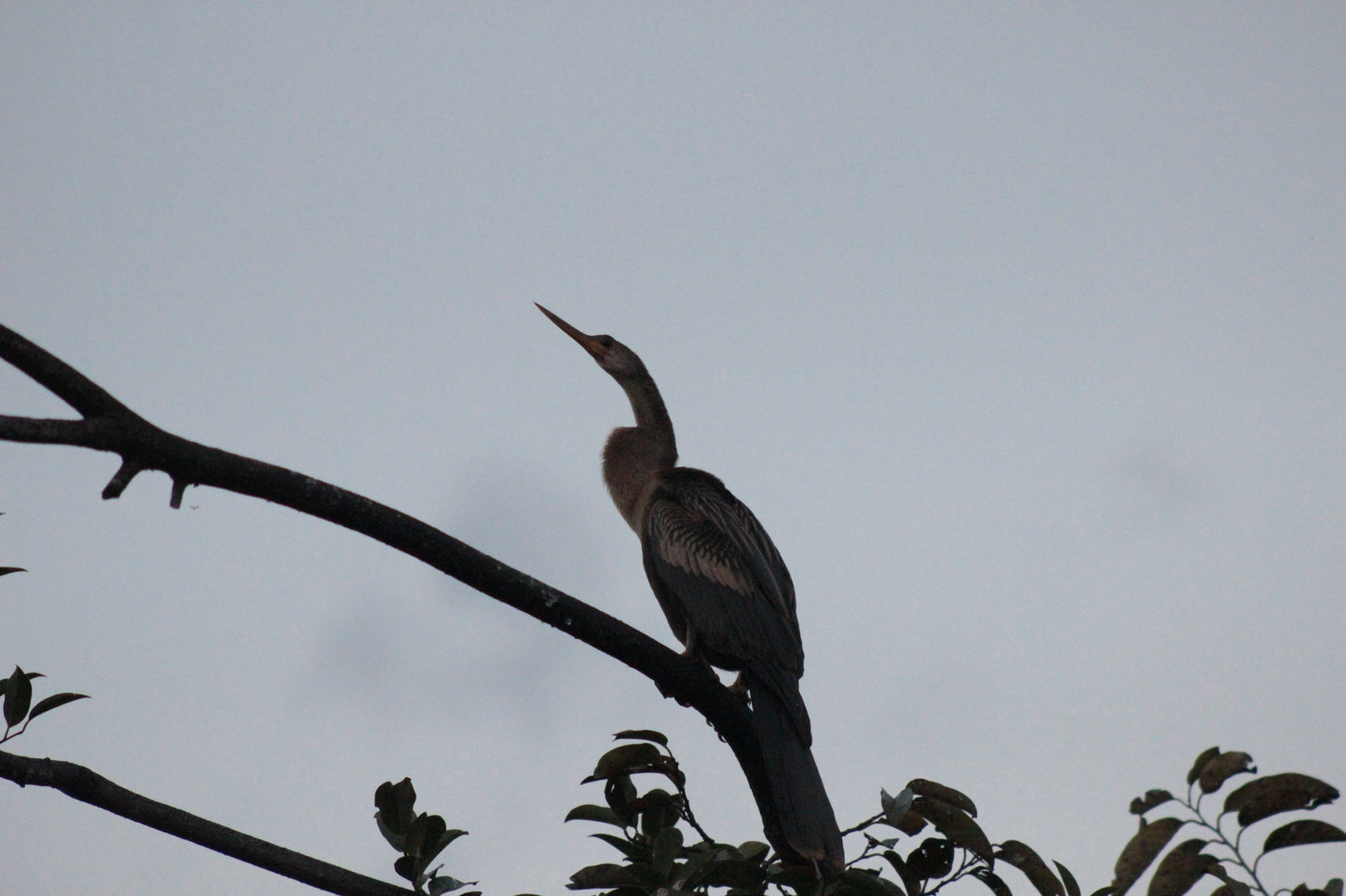 Cocodrilos avistamiento Puerto Escondido Huatulco