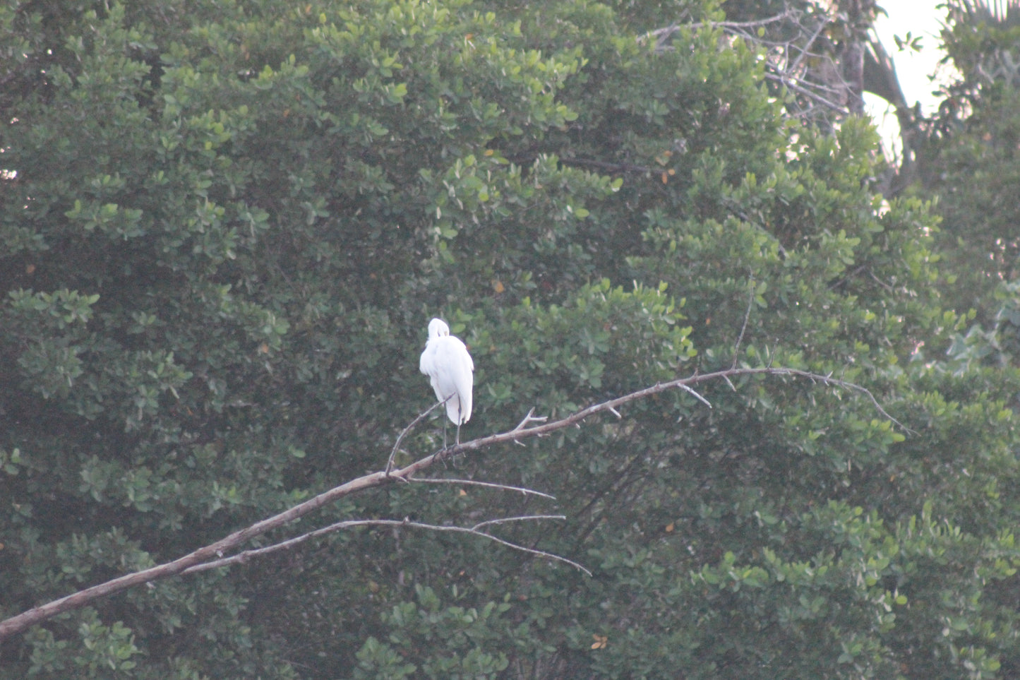 Cocodrilos avistamiento Puerto Escondido Huatulco