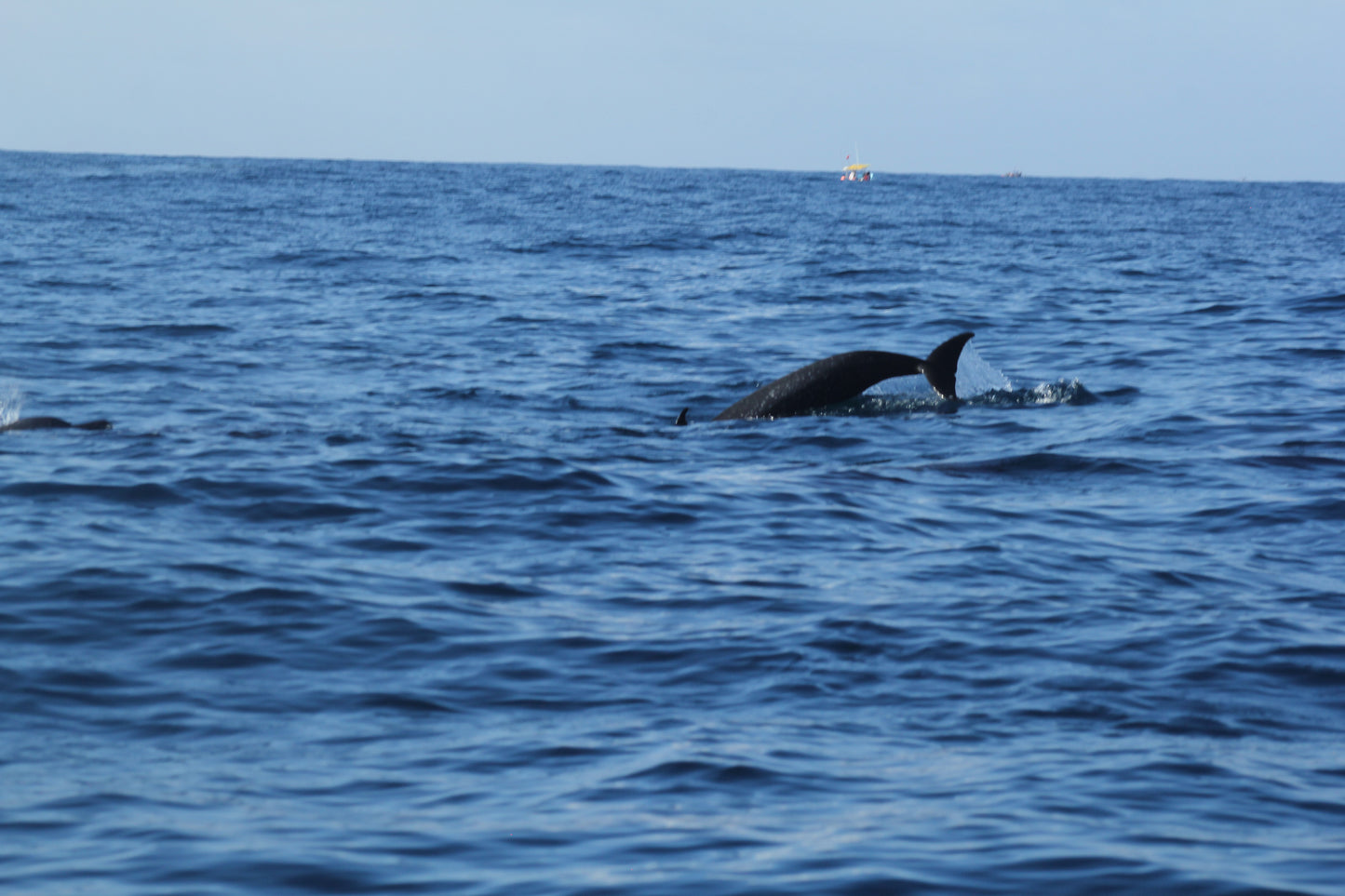 Delfines Avistamiento Puerto Escondido