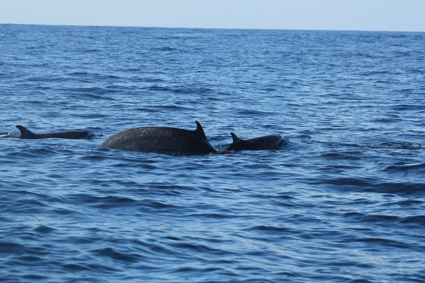 Delfines Avistamiento Puerto Escondido