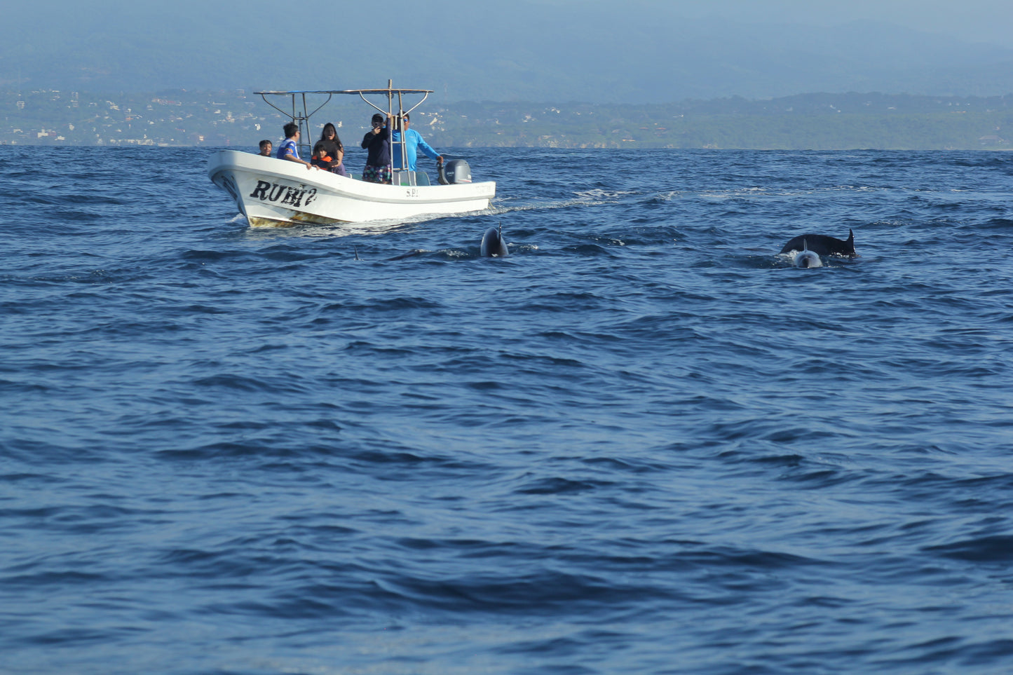 Delfines Avistamiento Puerto Escondido