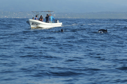 Delfines Avistamiento Puerto Escondido