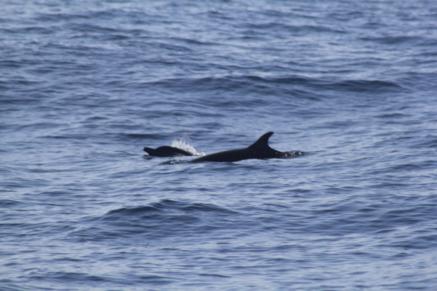 Delfines Avistamiento Puerto Escondido
