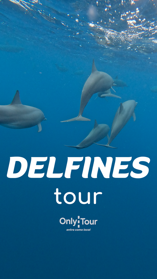 Delfines Avistamiento Puerto Escondido