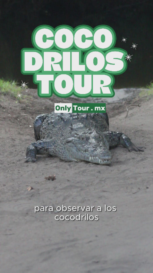 Cocodrilos avistamiento Puerto Escondido Huatulco