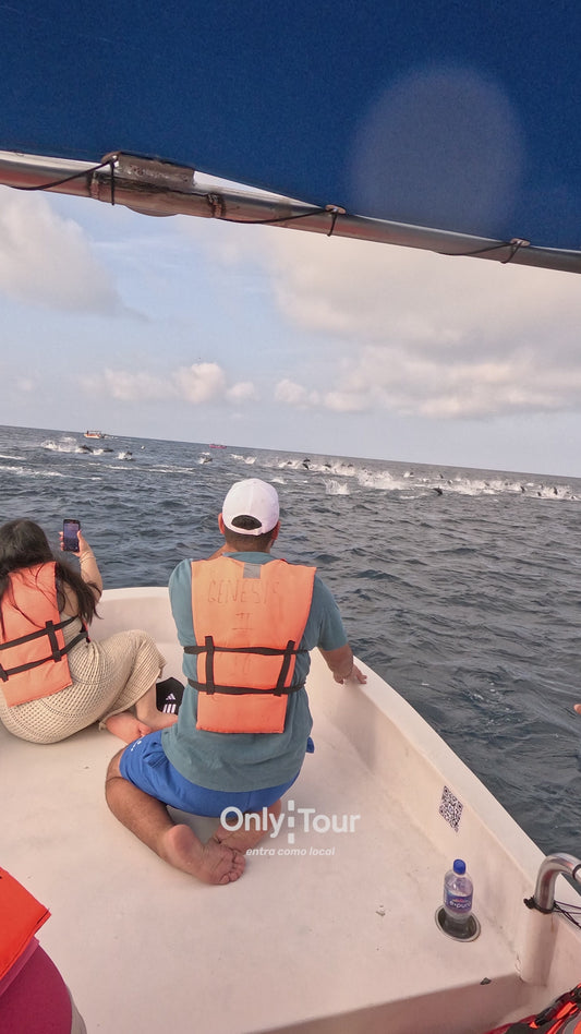 Delfines Avistamiento Puerto Escondido