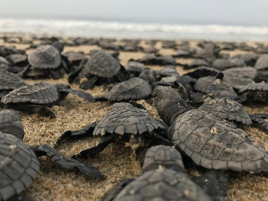 Tortugas Liberación en Puerto Escondido