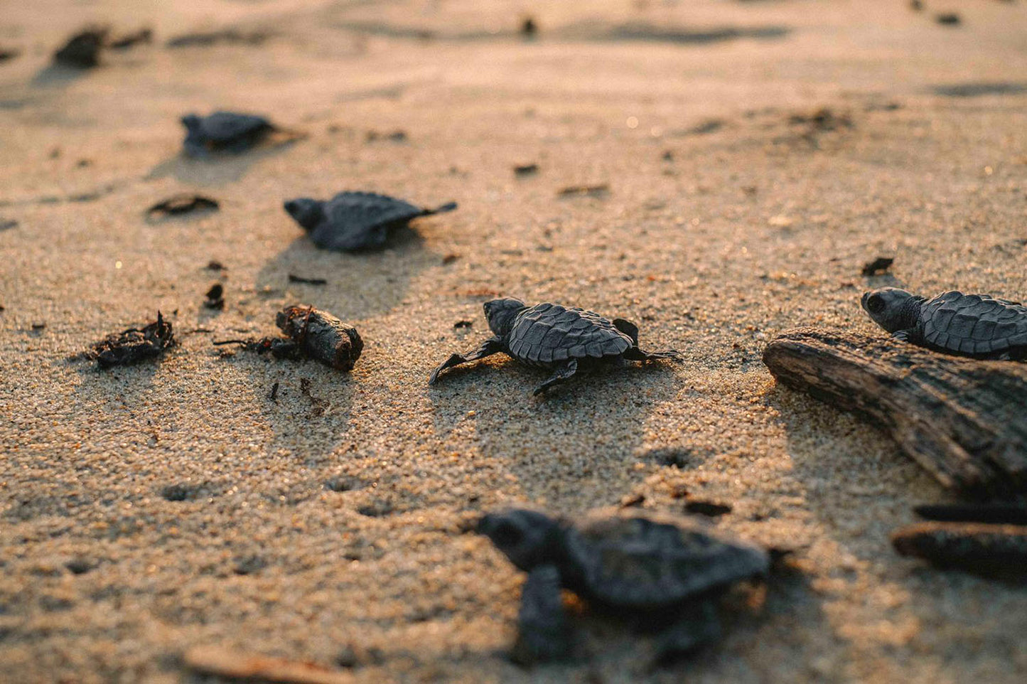 Tortugas Liberación en Puerto Escondido